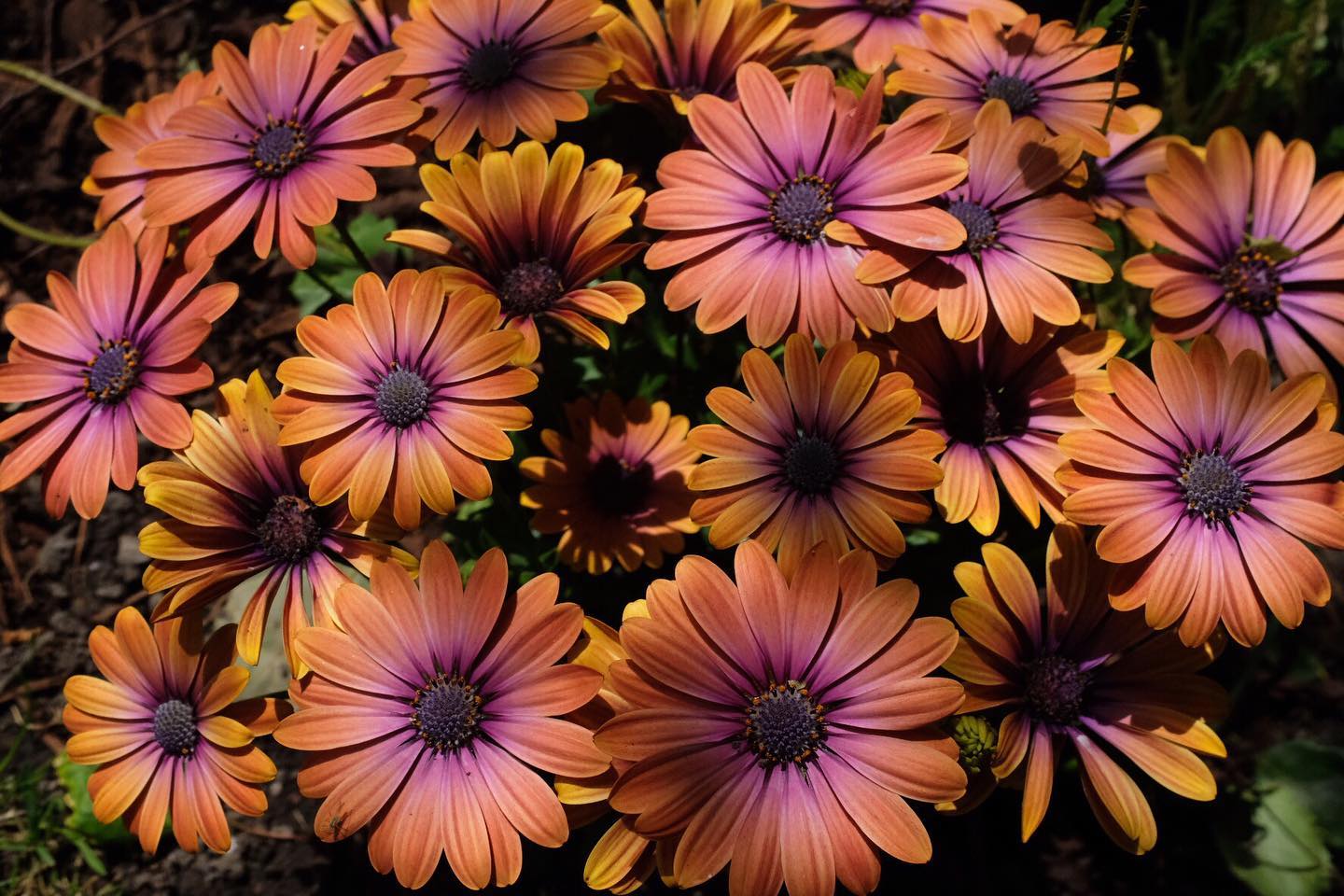 Close-up of osteospermum flowers in a well-tended Irish garden border